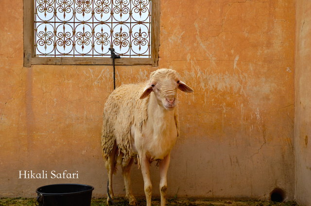 モロッコ、犠牲祭の羊
